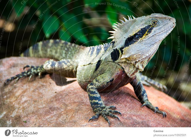 iguana Animal Wild animal Zoo Iguana 1 To enjoy Elegant Curiosity Cute Speed Colour photo Exterior shot Day Contrast Animal portrait Half-profile