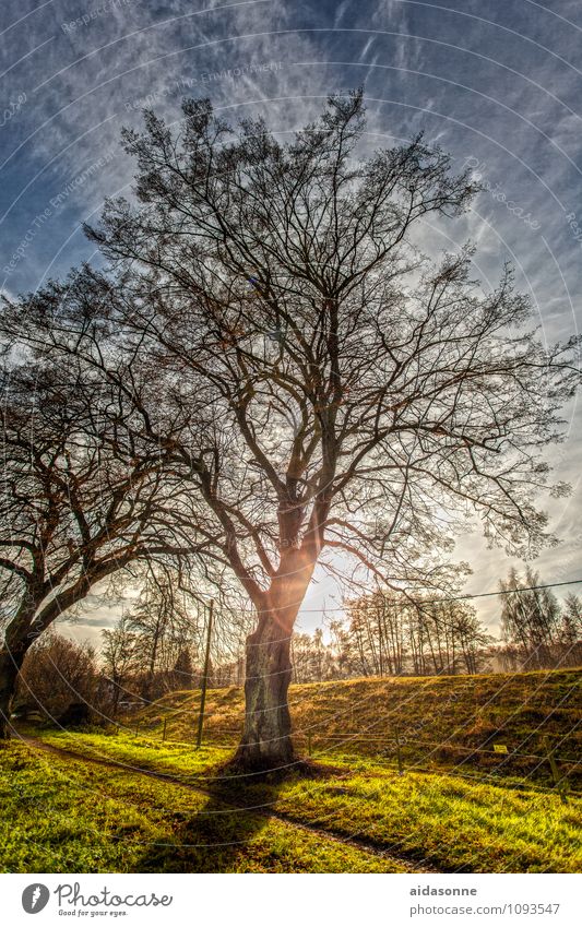 Tree in backlight Nature Landscape Plant Sky Clouds Sun Sunlight Winter Beautiful weather Contentment Attentive Caution Serene Calm HDR Reflection