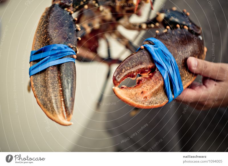 Fresh live lobster Food Seafood Nutrition Organic produce Life Man Adults Hand Animal Wild animal Claw 1 Large Delicious Natural Beautiful Blue Brown Red