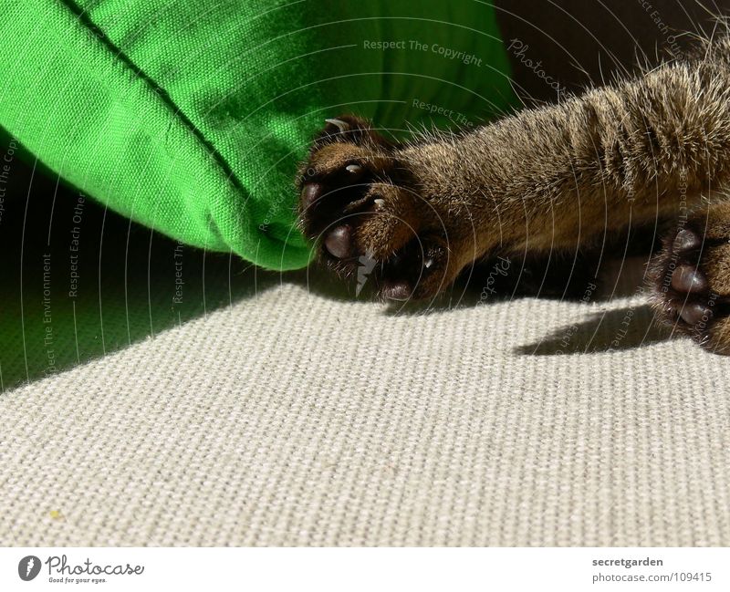 morning gymnastics for claws Sofa Cat Animal Claw Cat's paw Paw Relaxation Cleaning Lick Outstretched Hang Striped Cloth Physics Cuddly Gray Cozy Slouch