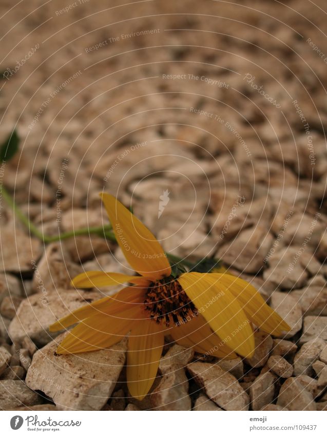 end of summer Flower Summer Yellow Plant Sidewalk To go for a walk Macro (Extreme close-up) Near Blur Physics Hot Close-up Orange Nature Stone Lanes & trails