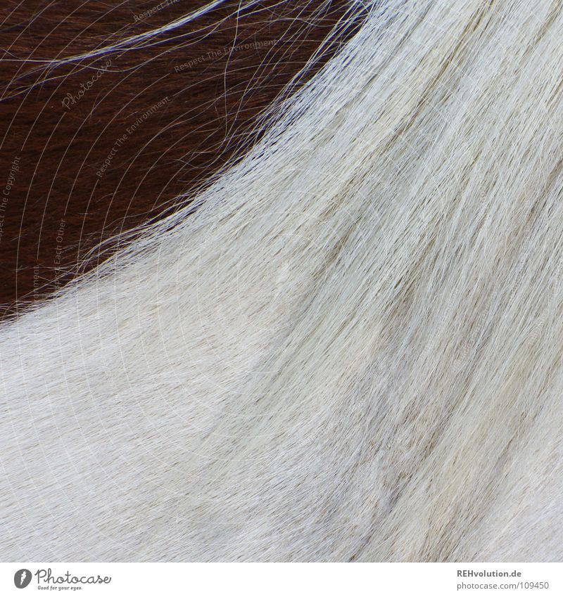 one corner dark Mane Horse Pelt Dappled Pinto Brown White Clean Two-tone Ride Animal Bridge Sporting event Competition Brush Swirl Side Hair and hairstyles