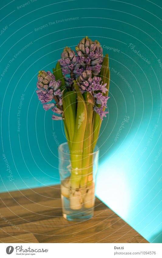 hyacinth Living or residing Flat (apartment) Decoration Table Room Flower Green Violet Turquoise Colour Hyacinthus Spring flower Blossom Bud Wall (building)