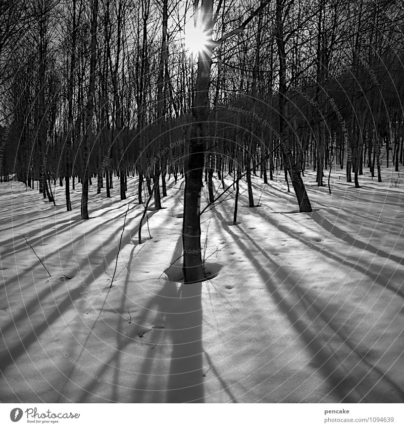 Standing still Nature Landscape Elements Winter Beautiful weather Ice Frost Snow Forest Esthetic Relationship Loneliness Idyll Shadow play Calm Long Escape