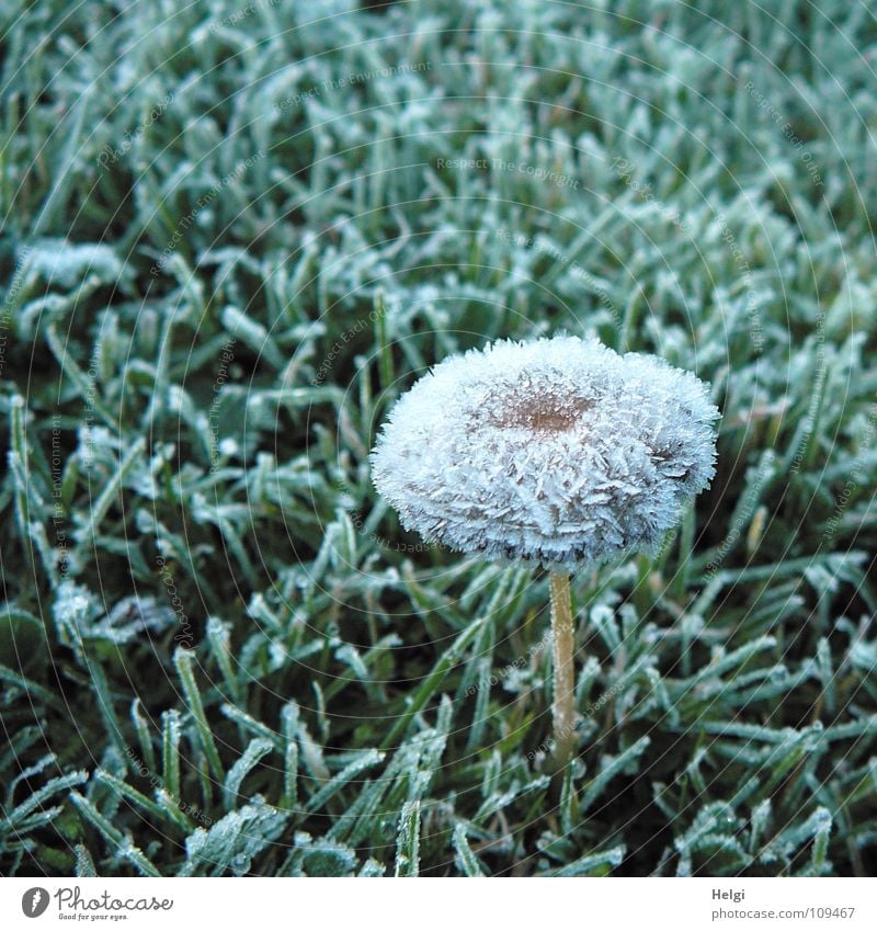 shock-frozen.... Autumn Winter Frozen Hoar frost Ice crystal Baseball cap Stalk Meadow Grass Vertical Stand Cold Freeze Glimmer Morning Green Brown White