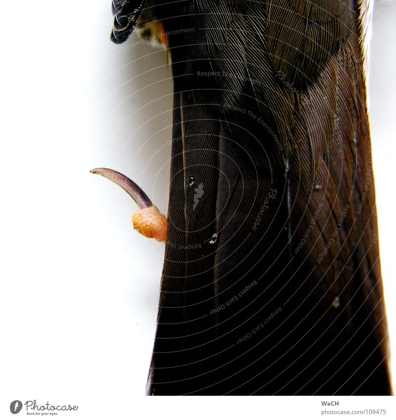Water drops on the tail feathers Drops of water Bird Claw Lie Infinity Crow Hind leg Migratory bird Feather Colour photo Studio shot Day Artificial light