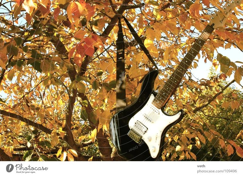 Chill in the tree Autumn Leaf Tree Calm Relaxation Concert Music Rock music Guitar
