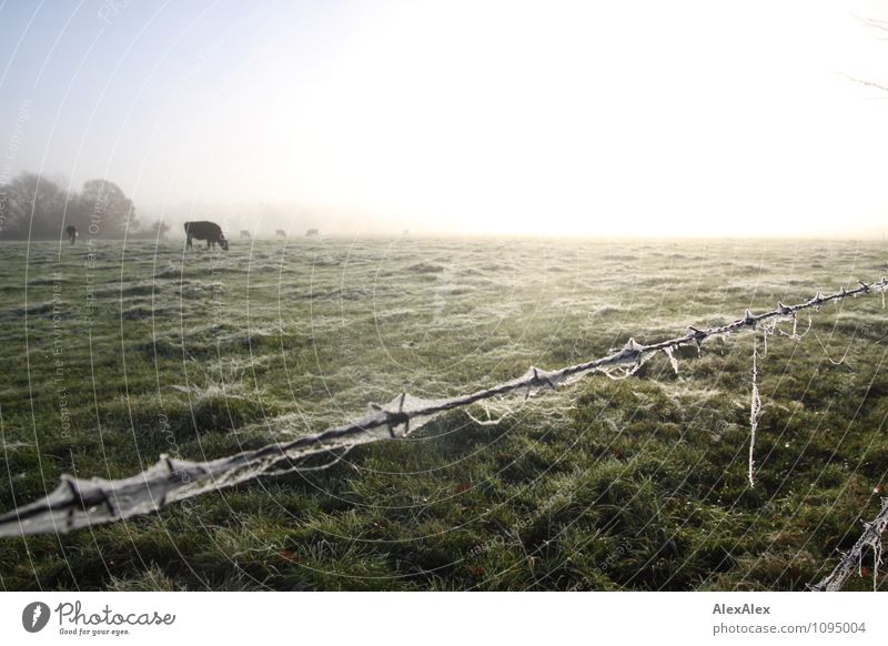 fenced Environment Landscape Plant Animal Beautiful weather Fog Tree Grass Meadow Field Pasture Farm animal Cow Cattle Cattle farming Barbed wire fence