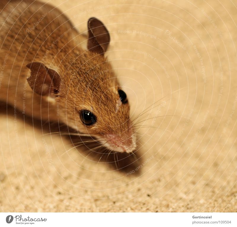 Mus Minutoides Pet Mouse Animal face Pelt 1 Small Cute Brown Button eyes Eroded Rodent Diminutive Mammal dwarf mouse peck mouse African pixie mouse