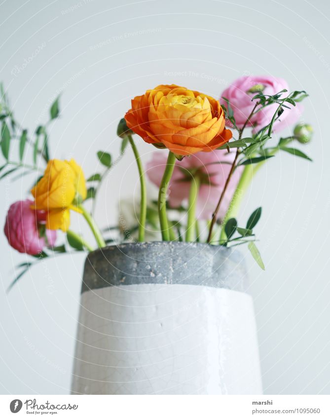 Ranunculus Ranunculus Nature Plant Flower Moody Blossom Buttercup Vase Decoration Blossoming Spring fever Spring flower Orange Pink Beautiful Bouquet