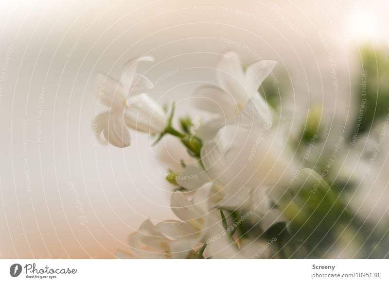 little flowers Nature Plant Spring Flower Blossom Blossoming Small Green White Elegant Growth Delicate Fragile Colour photo Detail Macro (Extreme close-up)