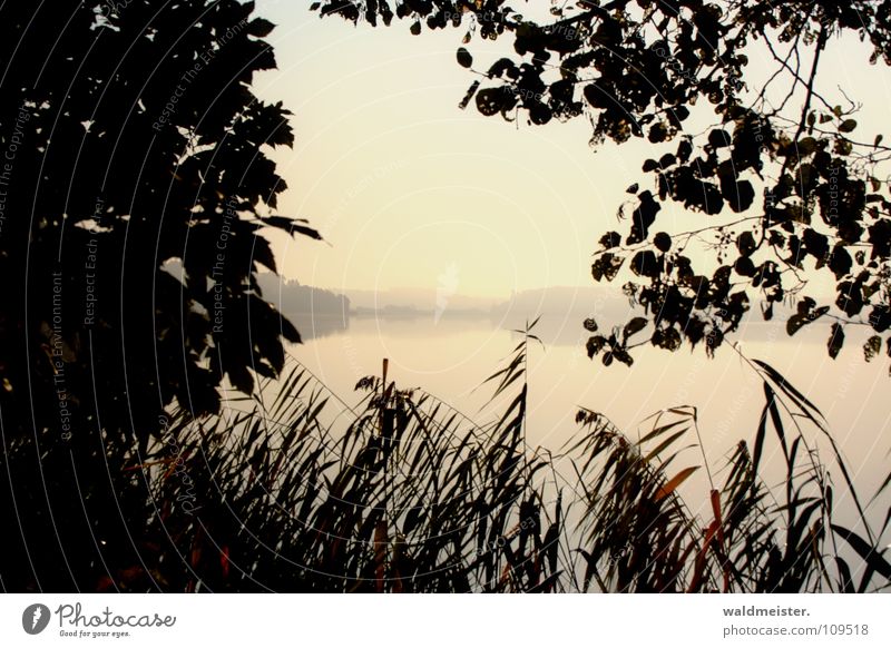 Lake in the morning Water Fog Haze Fishing (Angle) Vacation & Travel Nature Common Reed Tree Morning Dawn Morning fog Summer Autumn Romance Sadness