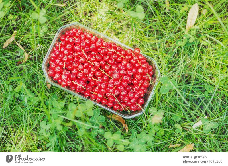 currants Food Fruit Dessert Nutrition Lifestyle Wellness Harmonious Well-being Relaxation Leisure and hobbies Vacation & Travel Tourism Trip Adventure Camping