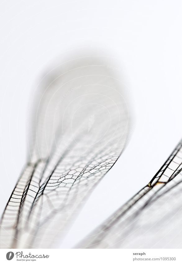 Ikarus Insect Bug Flying Nature Wild Dragonfly Animal Wing Living thing Close-up Macro (Extreme close-up) Fragile Transparent Chitin Environment Near fauna