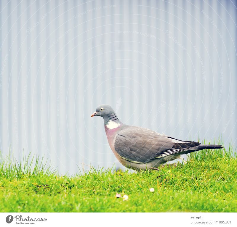 Pigeon dove Animal Bird Feather Nature Wild Wall (building) Ground Flower Meadow railing Grass Portrait photograph Looking Ornithology Wing plumage Living thing