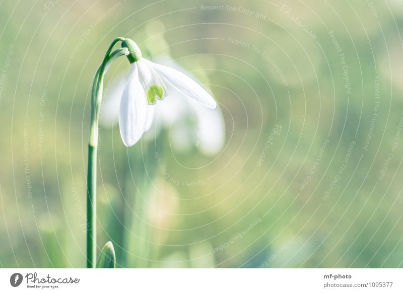 snowdrops Nature Spring Plant Flower Green White Snowdrop Colour photo Exterior shot Deserted Morning Light Sunlight