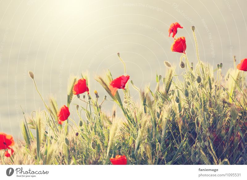 coquelicot Environment Nature Sun Sunrise Sunset Sunlight Spring Beautiful weather Blossom Meadow Field Hill Coast Poppy blossom Flower meadow
