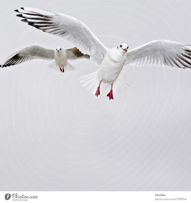 Double pilot : Silver-headed Gull ( Larus novaehollandia ) Seagull Bird Animal White Gray Black Clouds Poultry Lake Ocean Cuxhaven Autumn Sky Silver Gull