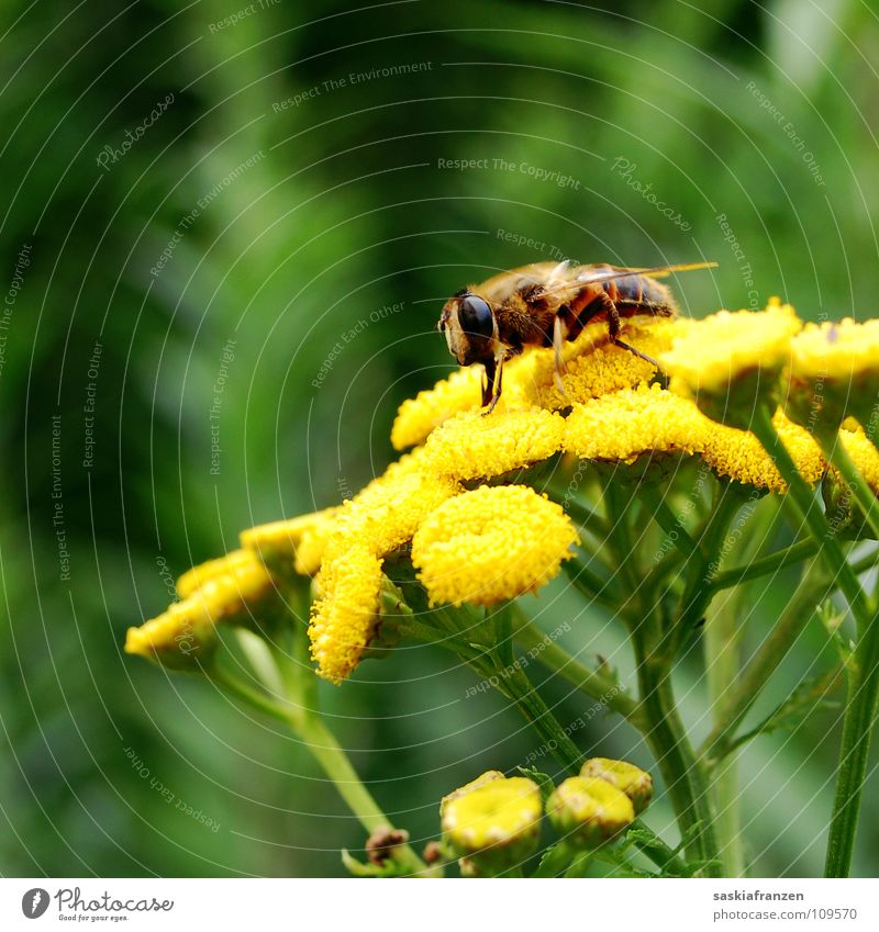 Snacking. Green Yellow Flower Blossom Pollen Plant Summer Animal Insect Pierce Stamen Sprinkle Multicoloured pollination Nectar Flying collect