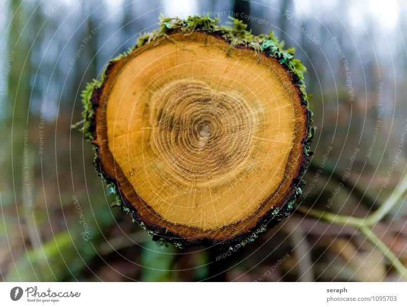 Annual Rings Forest Wood Trunk Oak tree Annual ring Chop Organic Tree Crust Tree bark Firewood Forestry Structures and shapes Surface Circle Old Time Disk