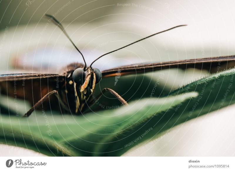 The Eagle has landed Plant Leaf Animal Wild animal Butterfly Wing Compound eye Feeler Insect 1 Sit Exotic Small Nature Easy Delicate Colour photo Close-up