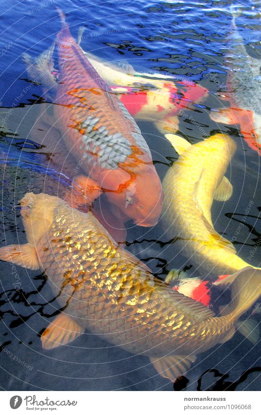 Koi Animal Pet Fish Scales Group of animals Swimming & Bathing Exotic Wet Garden pond Water Pond Multicoloured Colour photo Exterior shot Copy Space top Day