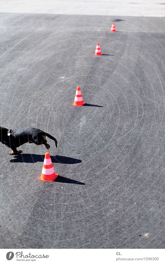 refusal to perform Playing Street Lanes & trails Animal Pet Dog Dachshund 1 Traffic cone Slalom Movement Walking Gray Orange Beginning Perspective Target