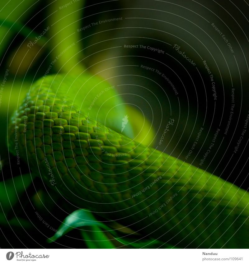 It's green Exotic Nature Animal Snake Green Environmental protection Branchage Poison Bilious green tree snake Colour photo Deserted Snake skin Curved 1 Detail