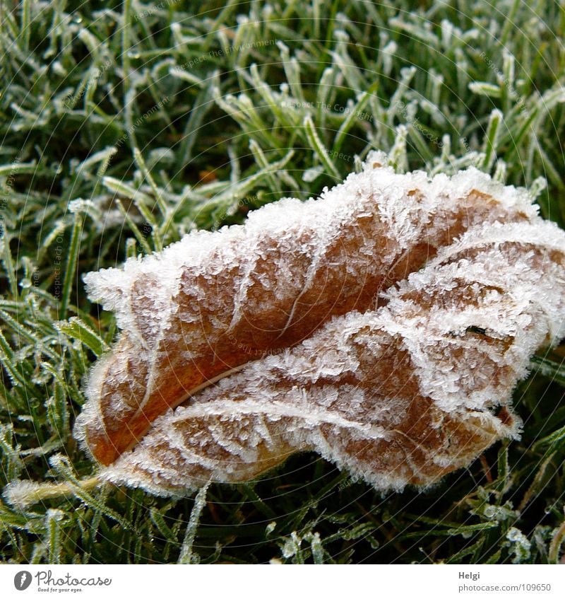 wilted brown leaf with ice crystals lies on a frozen meadow Autumn Winter Freeze Ice crystal Frozen Cold Leaf Transience Grass Meadow Blade of grass Morning