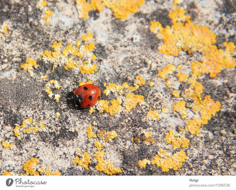 Sun worshippers on the wall Animal Spring Lichen Wall (barrier) Wall (building) Beetle Ladybird 1 Sit Wait Authentic Exceptional Small Natural Yellow Gray Red