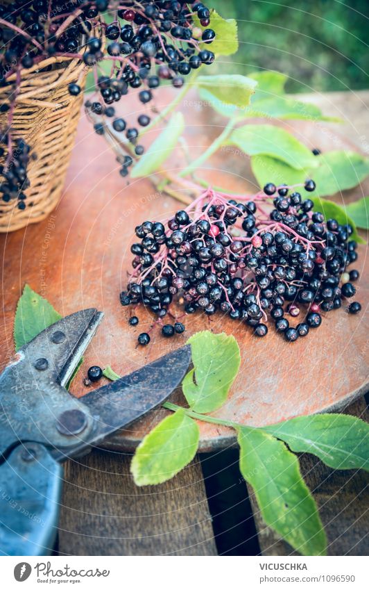 Elderberries and old garden shears Food Fruit Nutrition Organic produce Vegetarian diet Diet Lifestyle Style Design Healthy Eating Summer Garden Table Nature