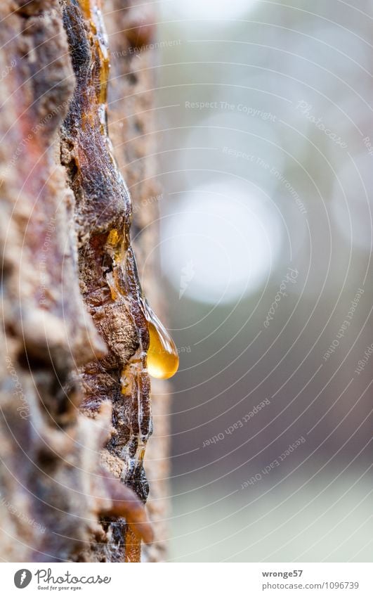 gold droplets Nature Plant Summer Tree Coniferous trees Pine Forest Natural Brown Gold Gray Tree trunk Tree bark Resin resin drops Drop resin production