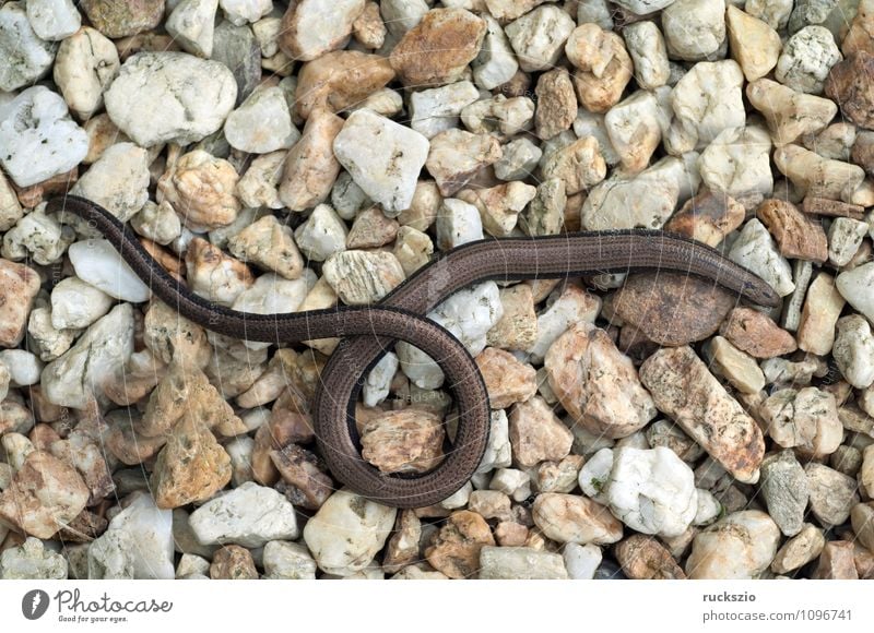 Slow-worm; Anguis; fragilis; lizard species; lizard; Nature Animal Observe Authentic Slow worm fragile Saurians creep Reptiles Lizards Lacertidae scaly creepers
