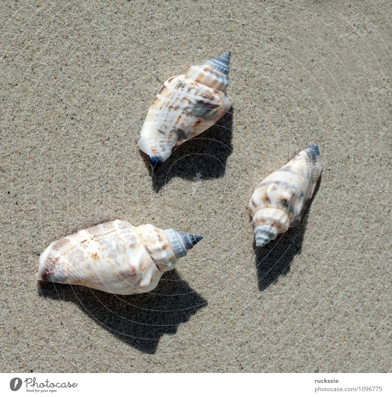 sea snails, Astraea, Ocean Nature Animal Sand Water North Sea Baltic Sea Authentic White Sea snails undosa Aquatic animal Sandy beach Washed up stranded