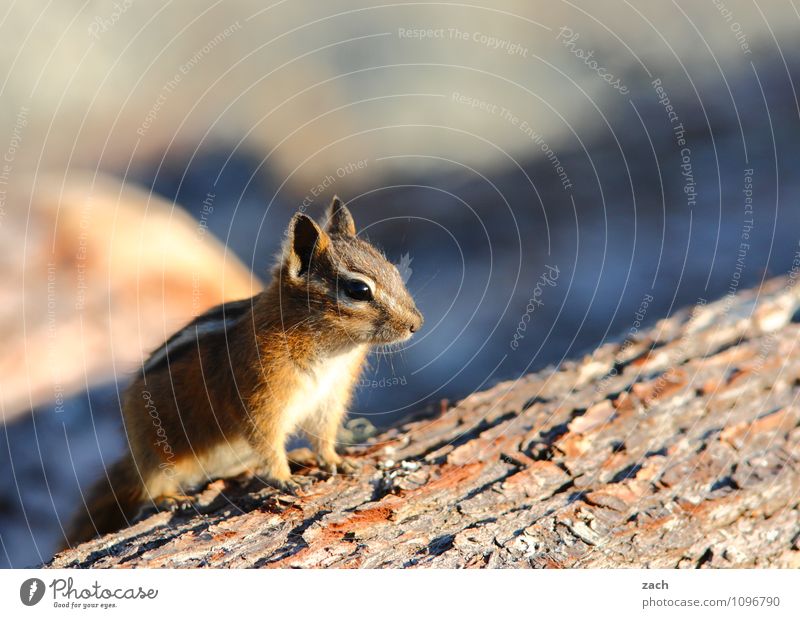 Everything at a glance Nature Animal Plant Canada North America Wild animal Animal face Pelt Paw Rodent Eastern American Chipmunk 1 Wood To feed Feeding Cute