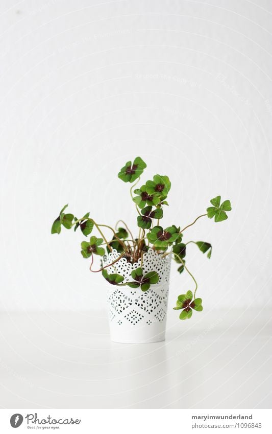 Good luck. Nature Plant Leaf Foliage plant Pot plant Clover Cloverleaf Four-leaved Green Happy Life Chaos White Growth New New Year's Eve Happiness Colour photo