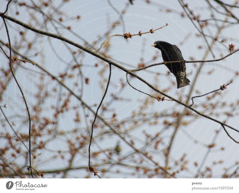 Star1 Environment Nature Animal Bird Brown Gray Spring Twigs and branches Songbirds Starling Colour photo Exterior shot Deserted Day Shallow depth of field
