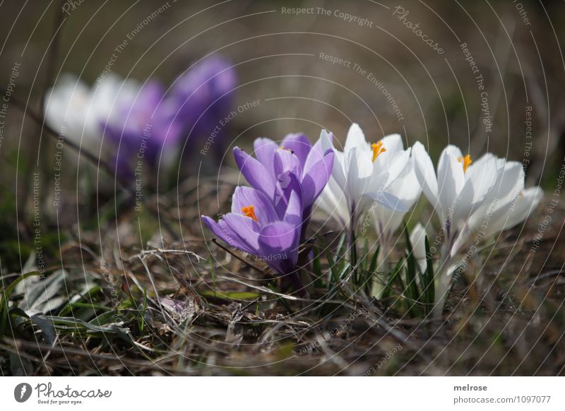 ostracism Style Nature Plant Earth Spring Beautiful weather Flower Grass Blossom Wild plant Spring flowering plant Crocus Blossom leave Pistil Meadow Observe