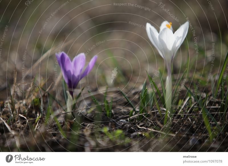 Together alone Elegant Nature Plant Earth Spring Beautiful weather Flower Grass Blossom Wild plant Crocus Spring flowering plant Pistil Flower stem Blossoming