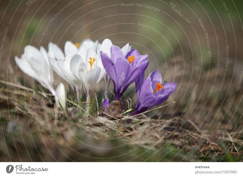 cohesion Elegant Style Nature Plant Earth Spring Beautiful weather Flower Blossom Wild plant Spring flowering plant Crocus Pistil Blossom leave Garden