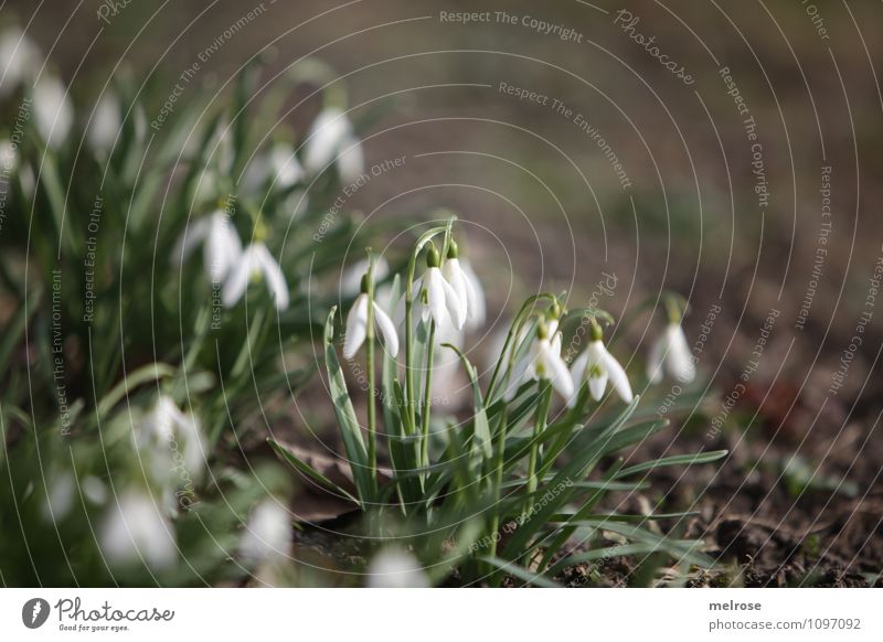 anticipation Nature Plant Earth Spring Beautiful weather Flower Grass Moss Leaf Blossom Wild plant Spring flowering plant Snowdrop knotweed Flower stem Garden