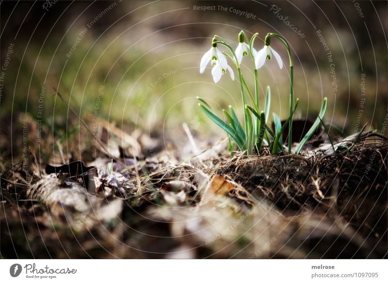 SPRING MESSENGERS Elegant Style Nature Plant Earth Spring Beautiful weather Flower Moss Leaf Blossom Wild plant Snowdrop heralds of spring knotflowers