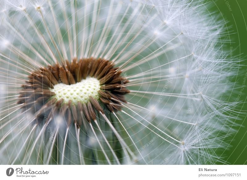 dandelion Nature Plant Animal Flower Grass Foliage plant Dandelion Meadow Brown Multicoloured Green White Happy Tailed seeds Colour photo Exterior shot Close-up
