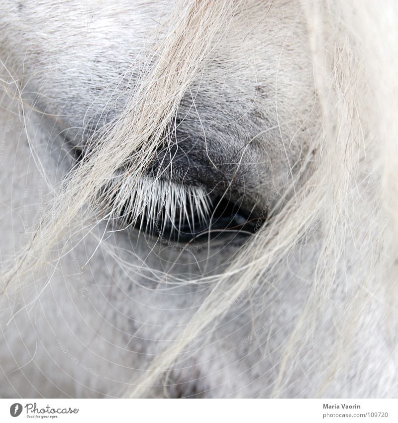 horse streaks in the face Horse Mammal Strand of hair Eyelash Wink Large Near Grief Pelt Distress Transport ungulate Looking Sadness Hair and hairstyles