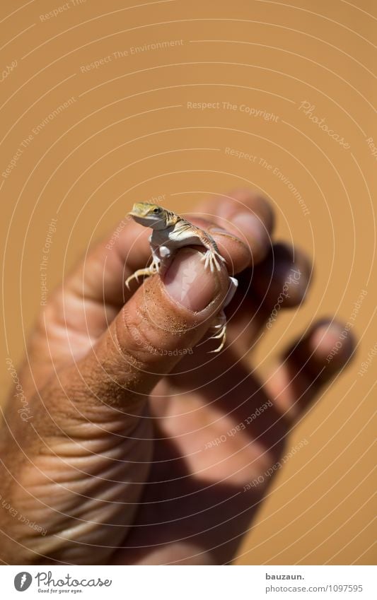 lizard. Vacation & Travel Tourism Trip Adventure Sightseeing Hand Fingers Nature Earth Sand Summer Namibia Namib desert Africa Animal Wild animal Animal face