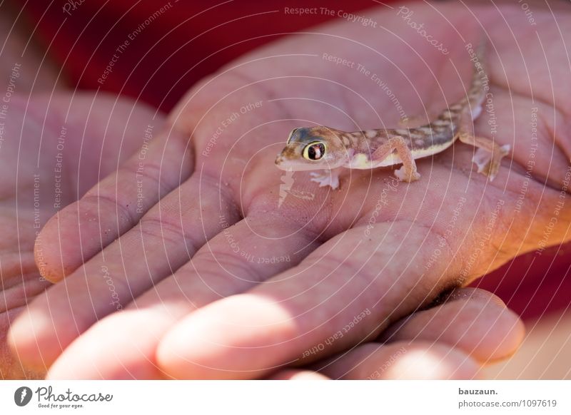 gecko. Vacation & Travel Tourism Trip Adventure Sightseeing Hand Nature Beautiful weather Desert Namibia Namib desert Africa Animal Wild animal Animal face