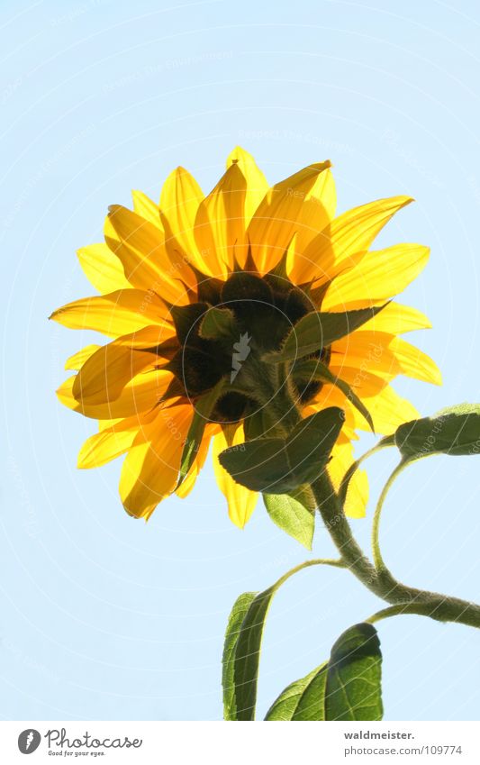 sunflower Sunflower Flower Garden Blossom Back-light Light Summer Sky Sky blue Blue