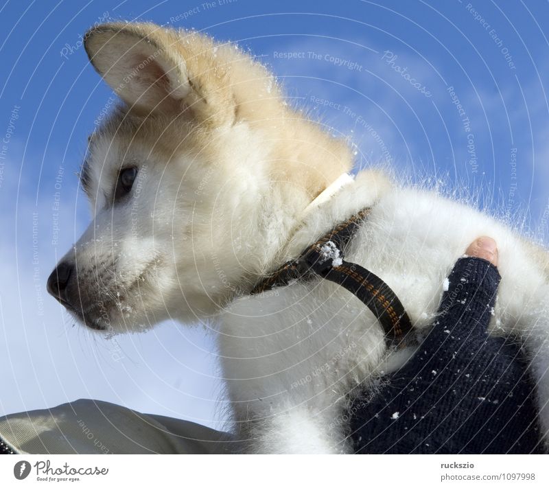 Alaskan; Malamut; Animal Dog To enjoy malamute family dog Watchdog domestic dogs breed of dog youthful Boy (child) Head portrait Purebred dog Sled dog