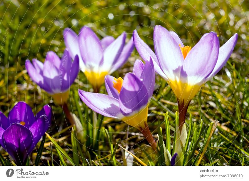 Iridaceae Flower Blossom Spring Garden Garden plot Garden allotments Crocus Growth Montbretia Spring flowering plant Blossom leave Grass Lawn Meadow Nature Sun