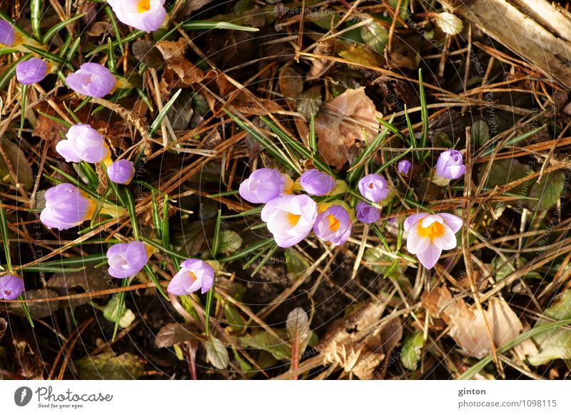 Crocuses in winter bed Nature Plant Spring Flower Leaf Blossom Fresh Beautiful Violet Pink Colour photo Multicoloured Close-up Detail Day Light Bird's-eye view